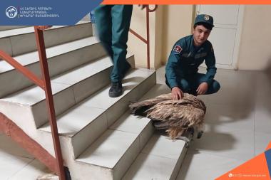 Img default alt hy