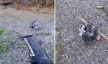 Img default alt hy